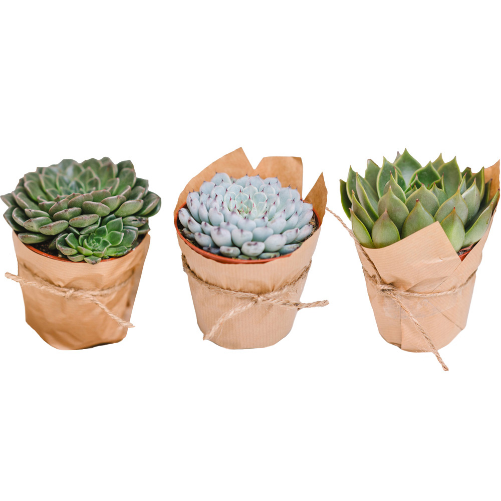 Mini Trio Succulent Plants Image 2