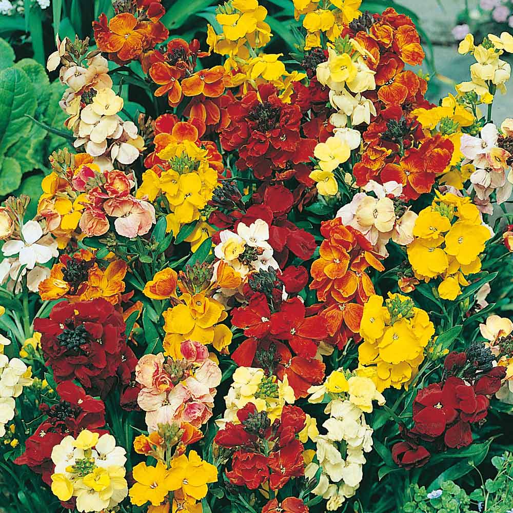 Johnsons Wallflower Monarch Fair Lady Seeds Image 1