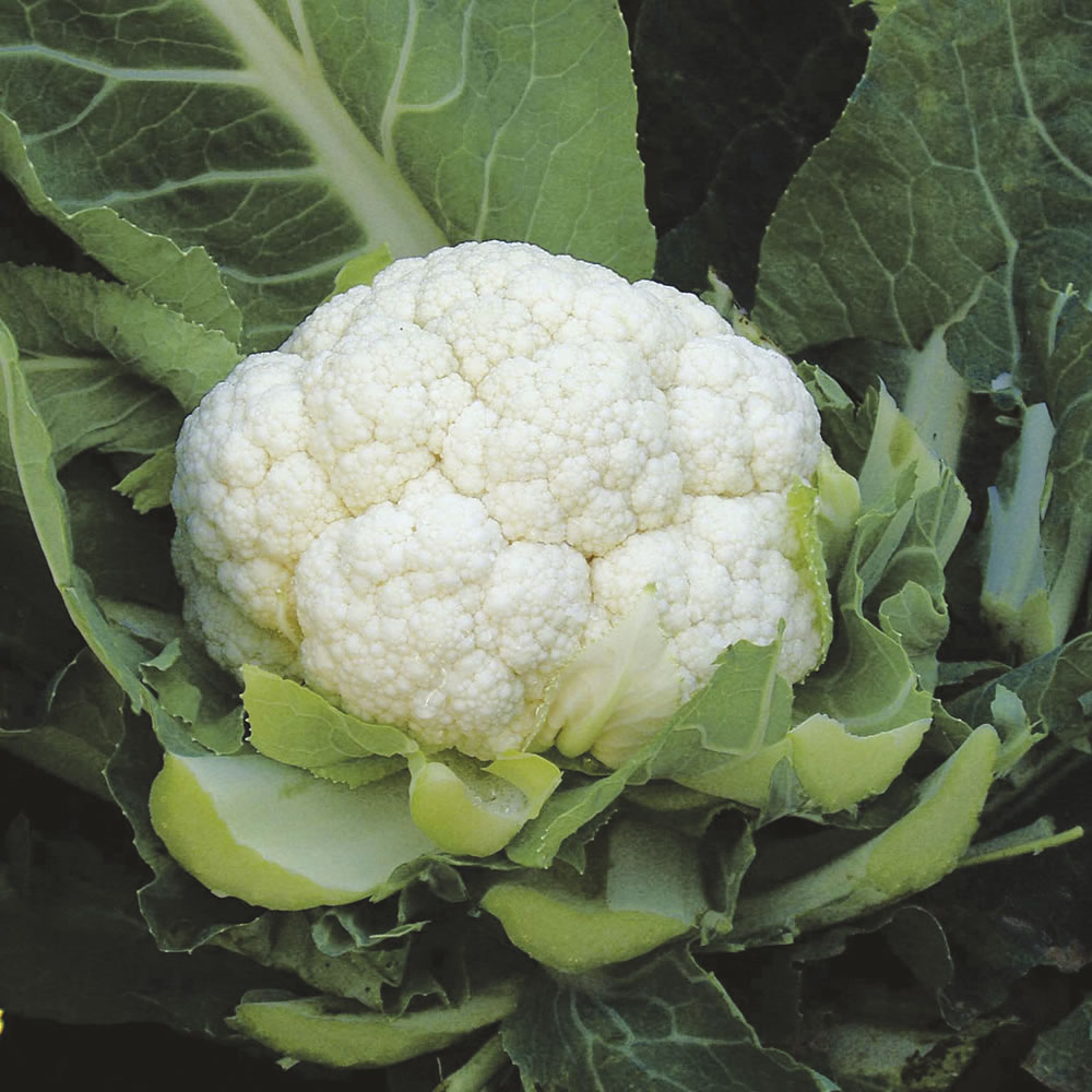 Johnsons Cauliflower Cheesy Seeds Image 1