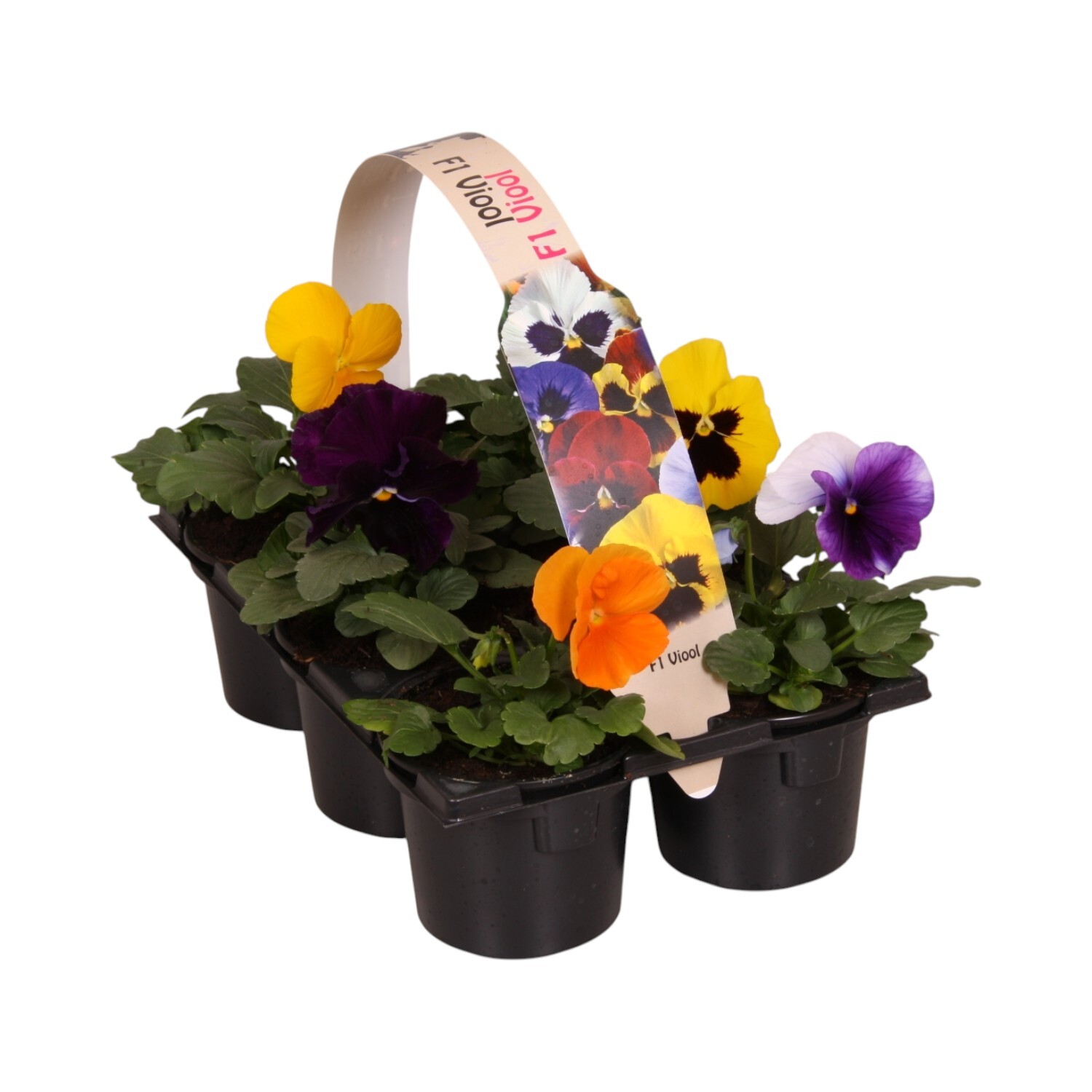 Pack of 6 Spring Special Cat Pansy Multicolour Image