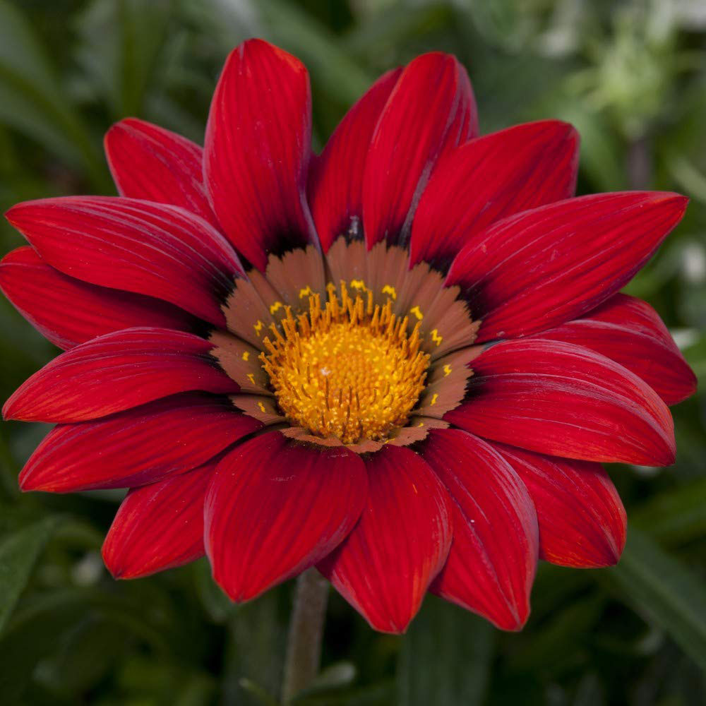 Thompson and Morgan Gazania Daybreak Red Shades Garden Ready Plant 30 Pack Image 1