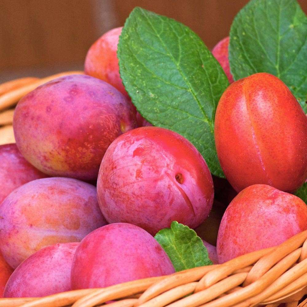 Thompson and Morgan Plum Prunus Victoria Patio Standard St Julien Plant Pot 5L 2 Pack Image 5
