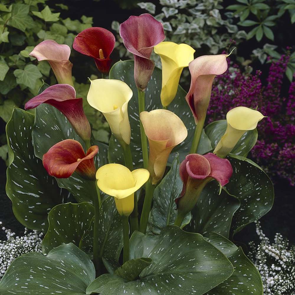 Wilko Calla Lily Mix Spring Planting Bulbs 3 Pack Image