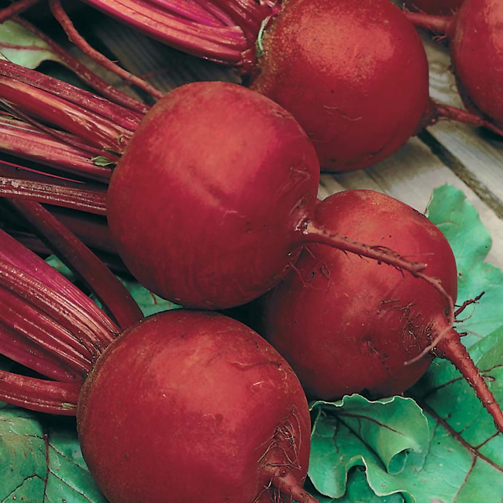 Wilko Beetroot Boltardy Seeds Image 1