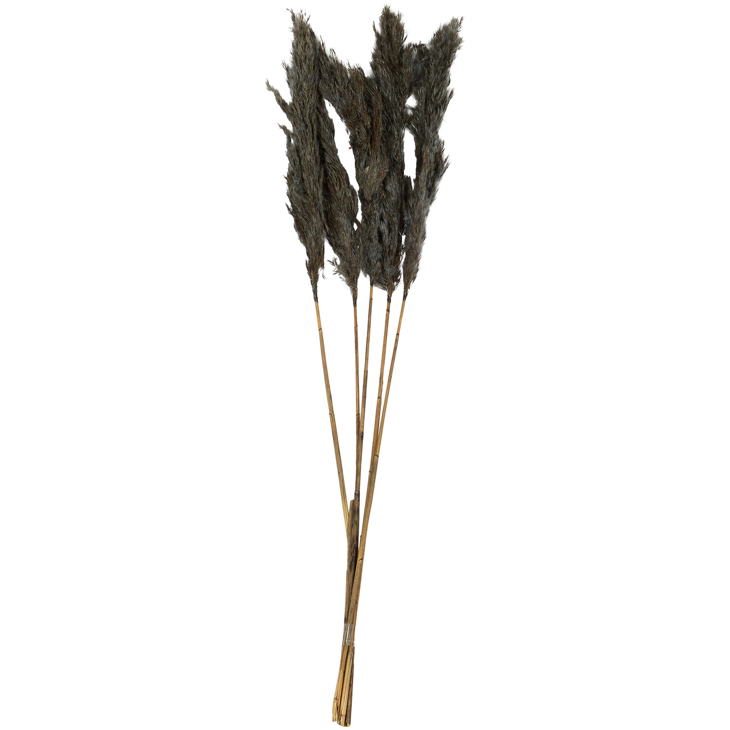 Pack of 5 Pampas Stems - Grey Image 1