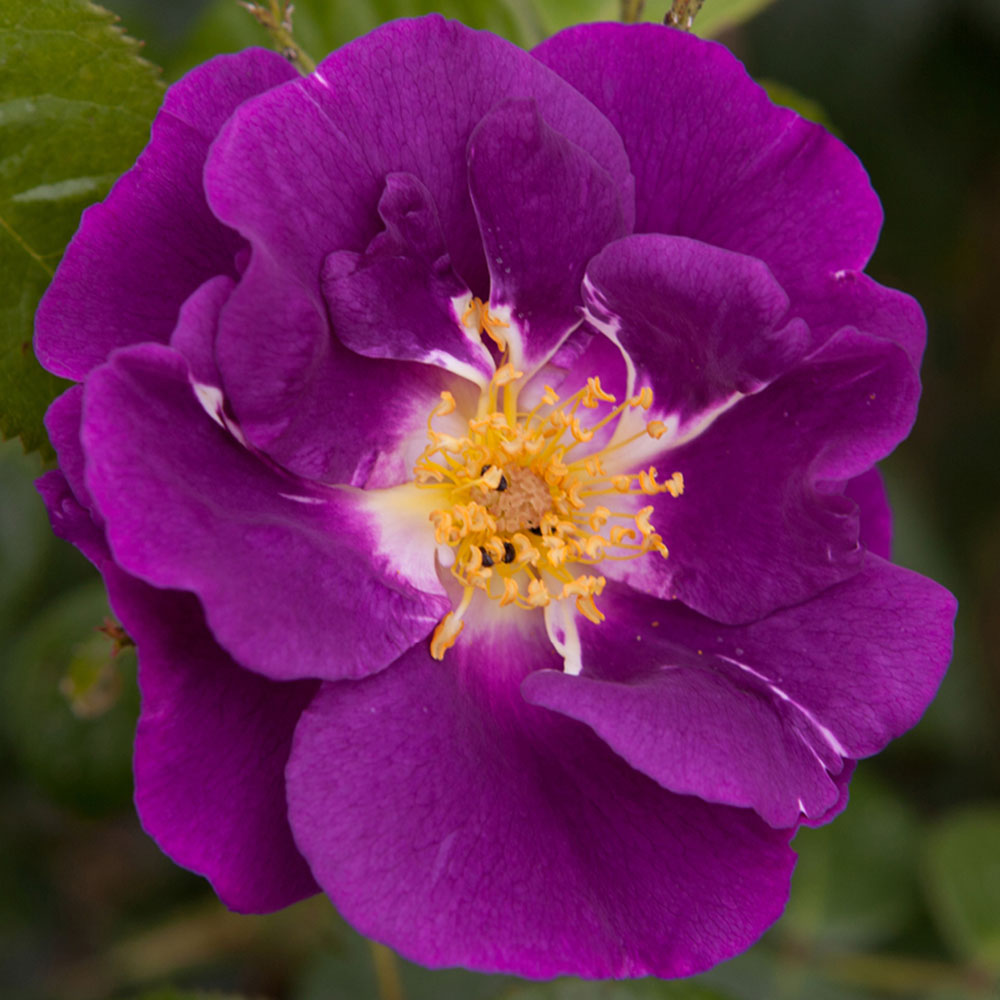 YouGarden Rhapsody in Blue Bare Root Rose 2 Pack Image 1