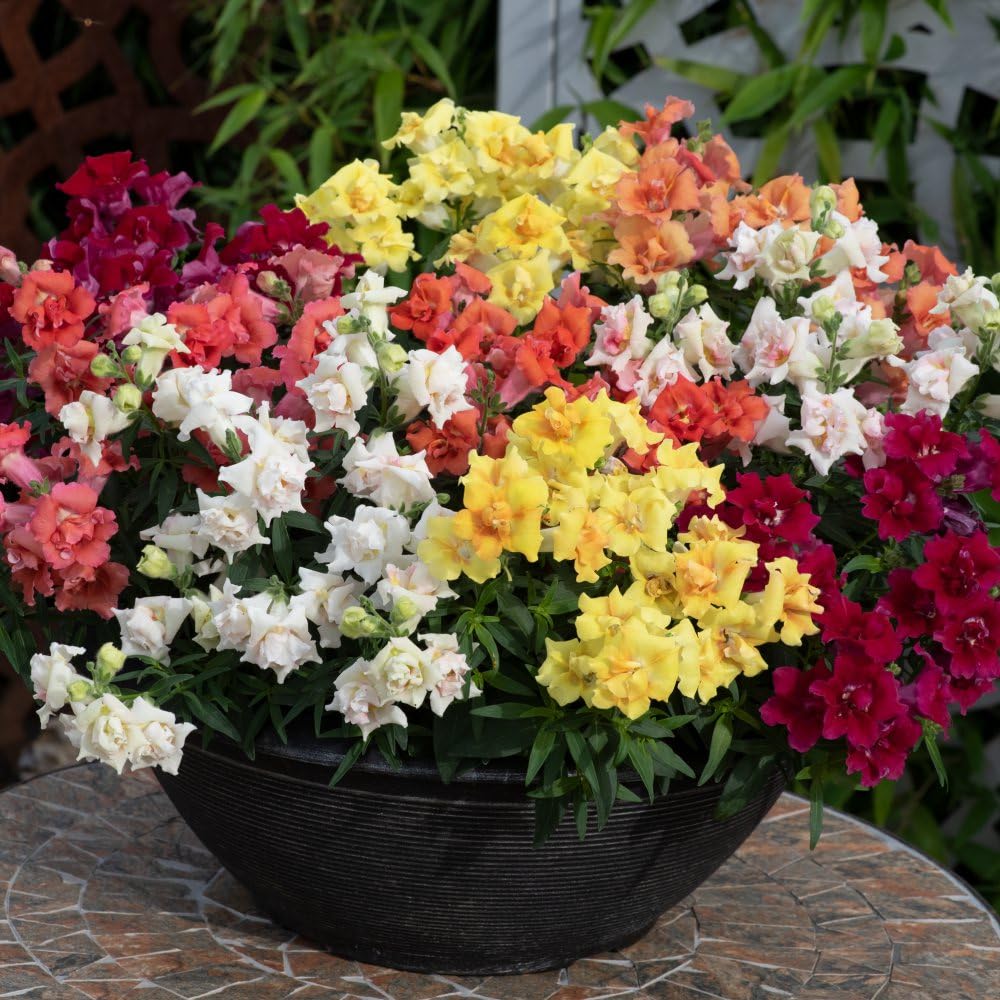 Thompson and Morgan Antirrhinum Sweet Duet Series Garden Ready Plant 15 Pack Image 1