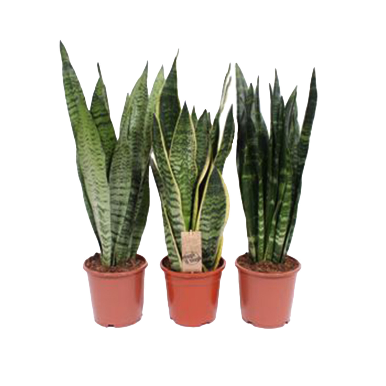 Sansevieria Mix  - Green / 17cm Image