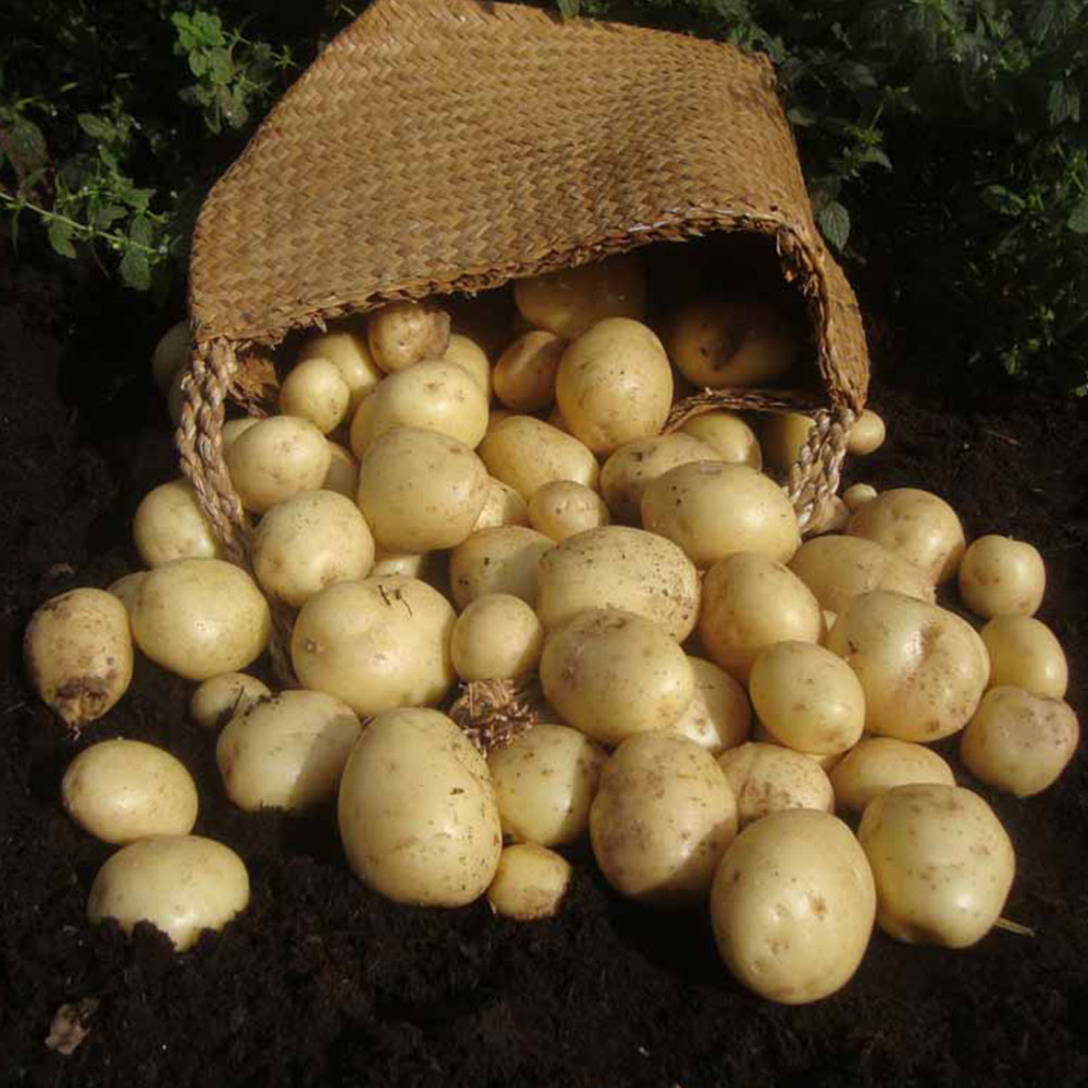 Wilko Seed Potato Casablanca 5pk Image 2