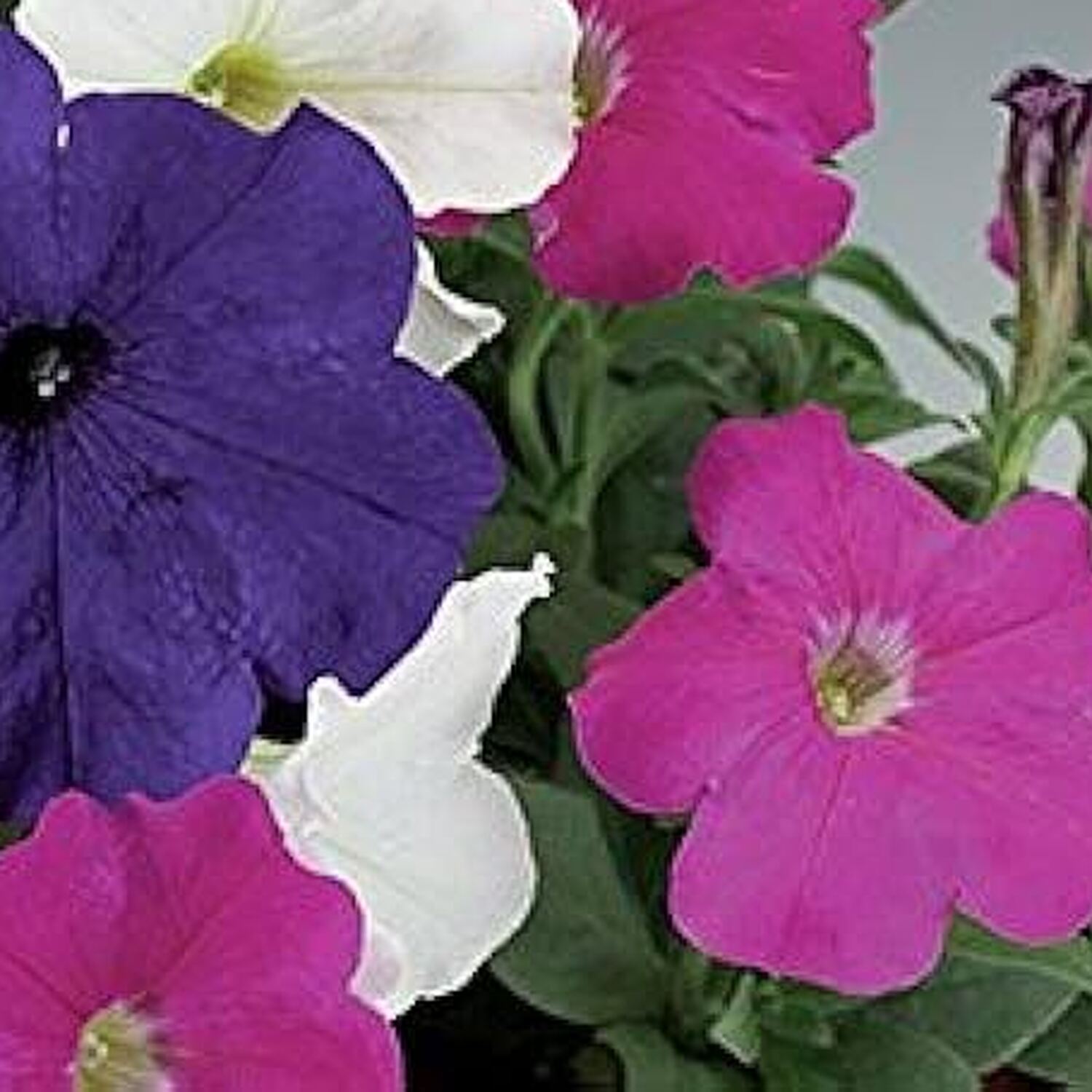 Petunia Mix Plant Image 3