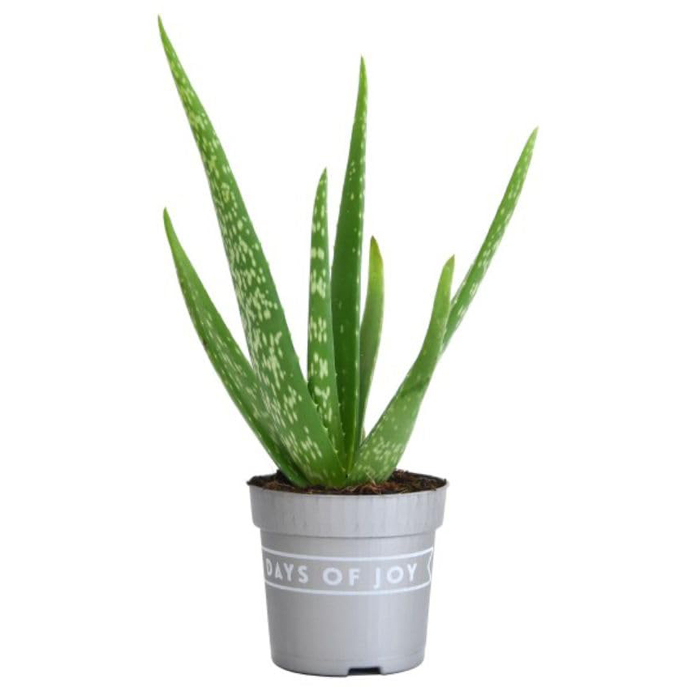 Thompson and Morgan Aloe Vera Plant Pot 15cm Image 2
