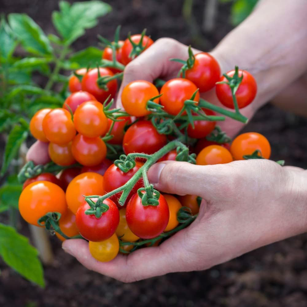 Thompson and Morgan Nurserymans Choice Tomato Postiplugs 6 Pack Image 6