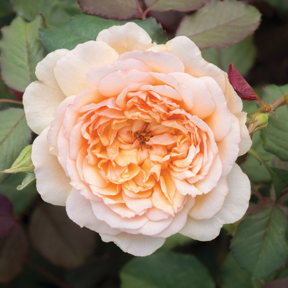 Wilko Old English Shrub Rose Collection 5 Pack Image 2