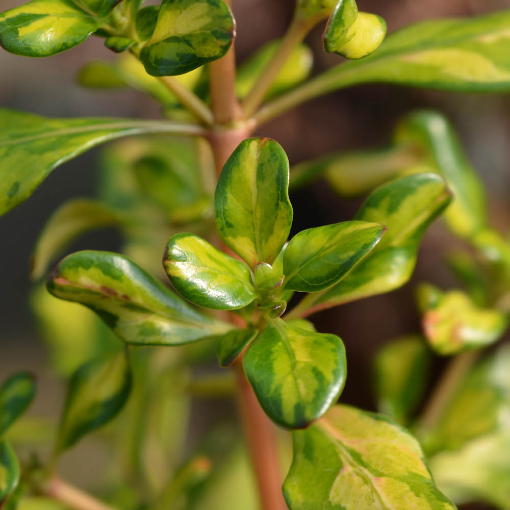 YouGarden Mirror Bush Coprosma Lemon and Lime Plant Pot 9cm 3 Pack Image 1