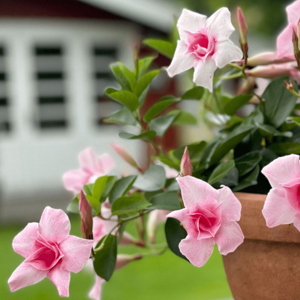 Thompson and Morgan Mandevilla Sundaville Double Blush Pink Plant Pot 12cm Image 3