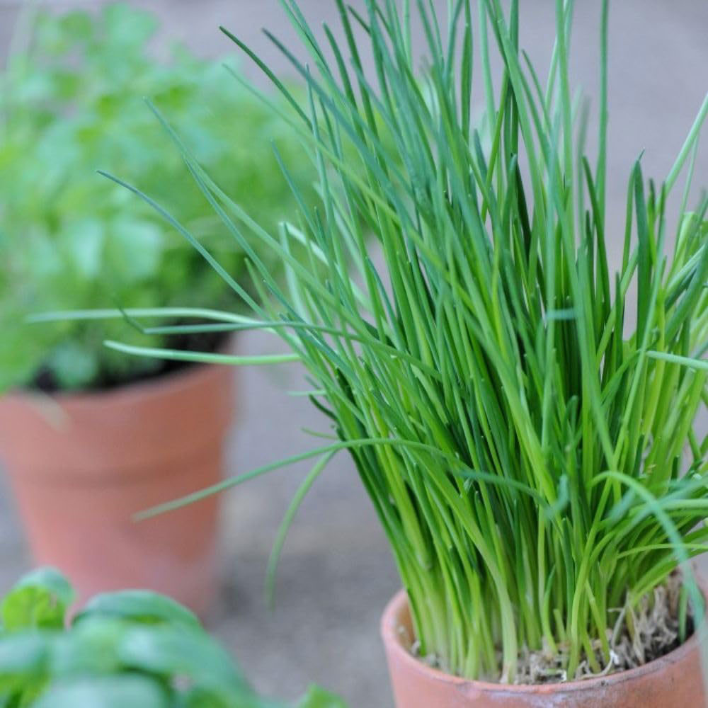 Thompson and Morgan Herb Chives Common Plant Pot 1L 3 Pack Image 2