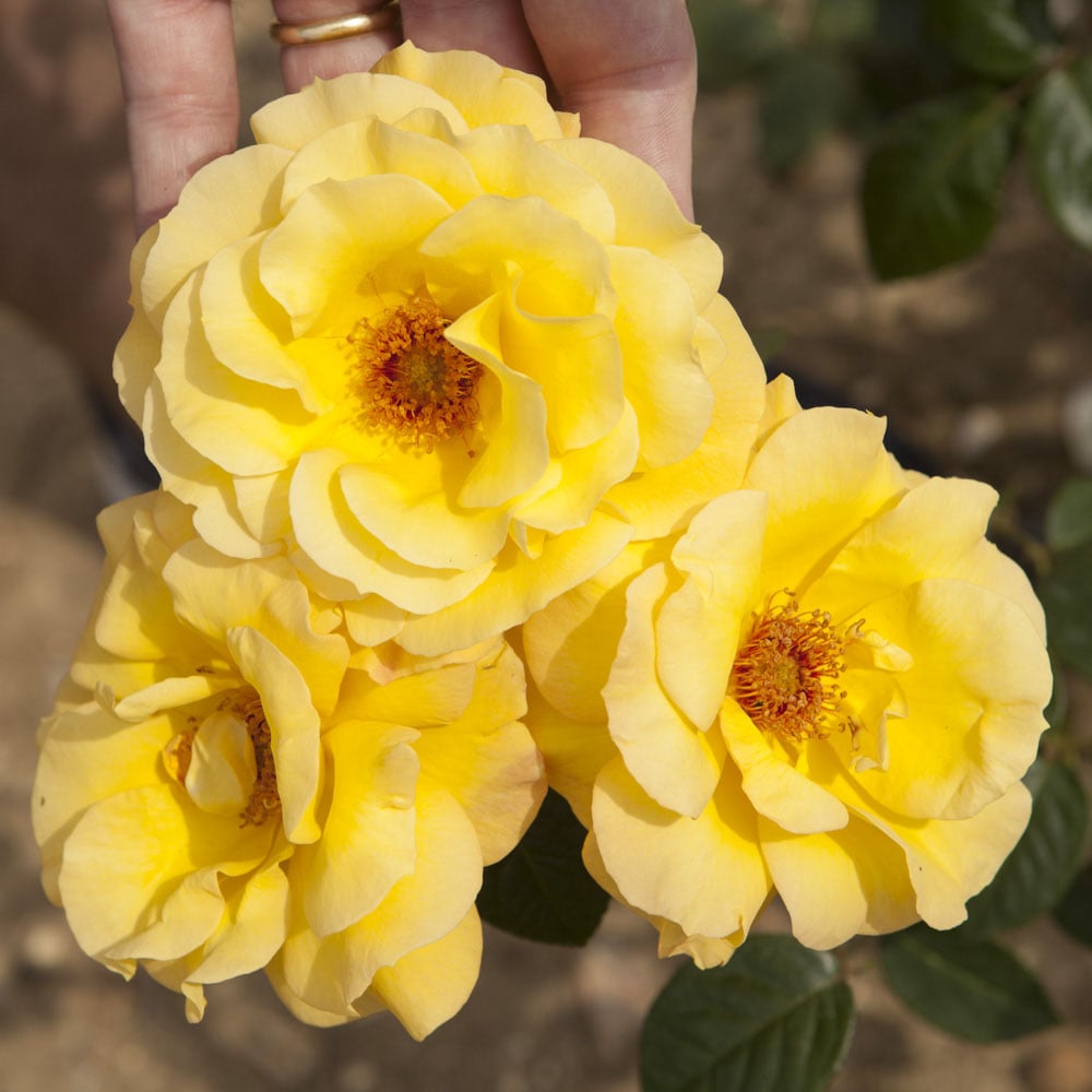 YouGarden Rose Arthur Bell 3L Pot Image 1