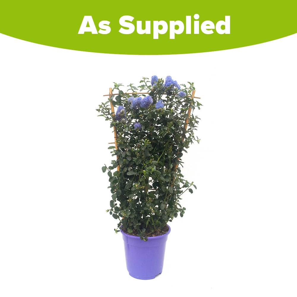YouGarden Ceanothus Trellis Thyrsiflorus Repens Plant Pot 17cm Image 4