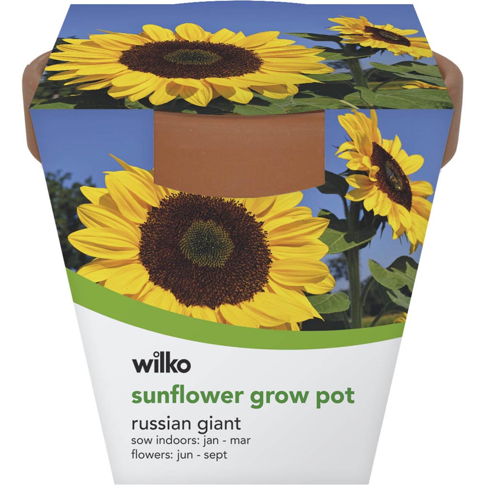 Wilko Terracotta Grow Pot - Sunflower Image