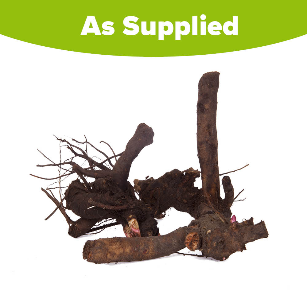 YouGarden Peony Collection Bare Roots 3 Pack Image 5