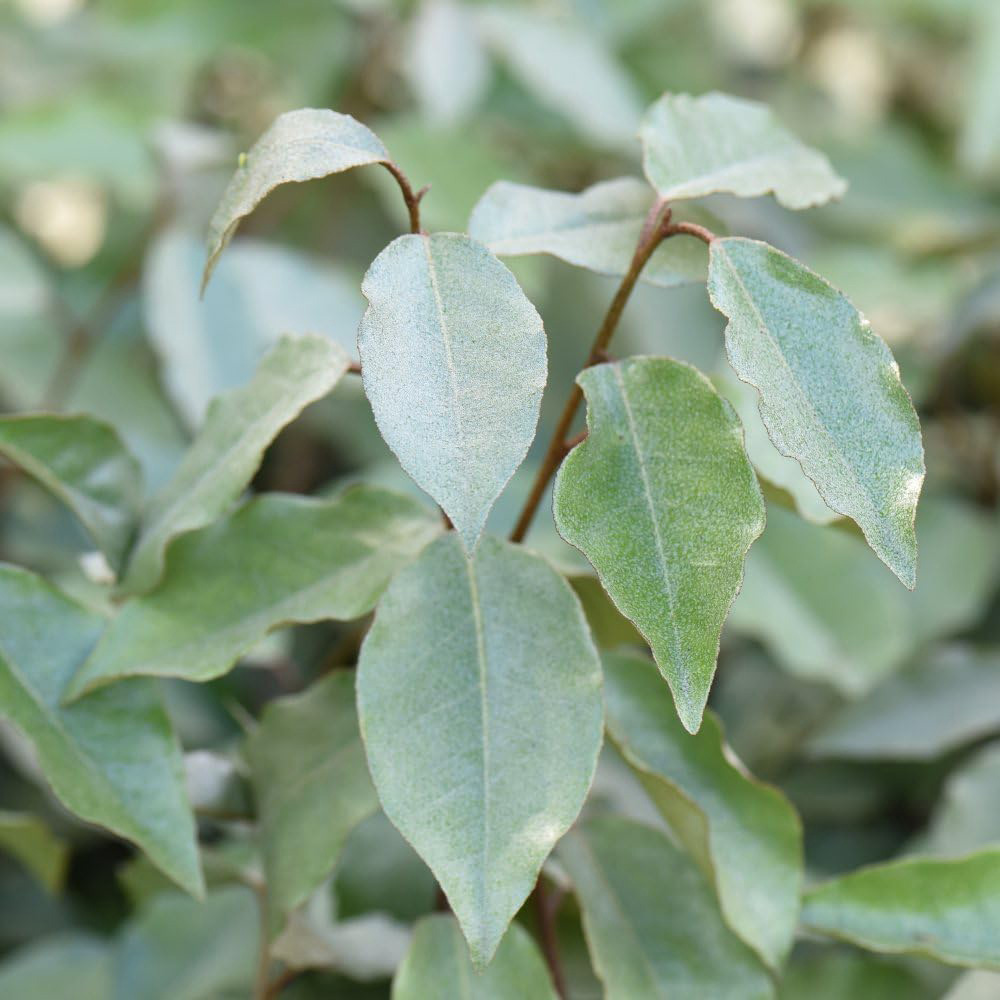 Thompson and Morgan Elaeagnus Ebbingei Plant Pot 35L Image 4