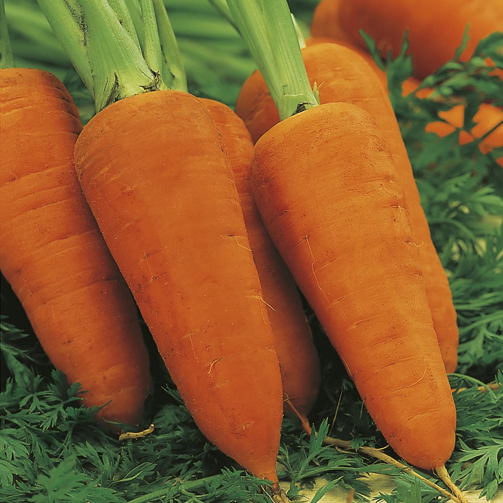 Johnsons Carrot Chantenay Red Cored 2 Seeds Image 1