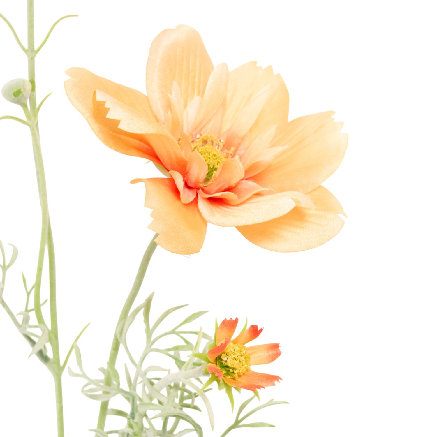 Large Cosmos Bloom Image 8