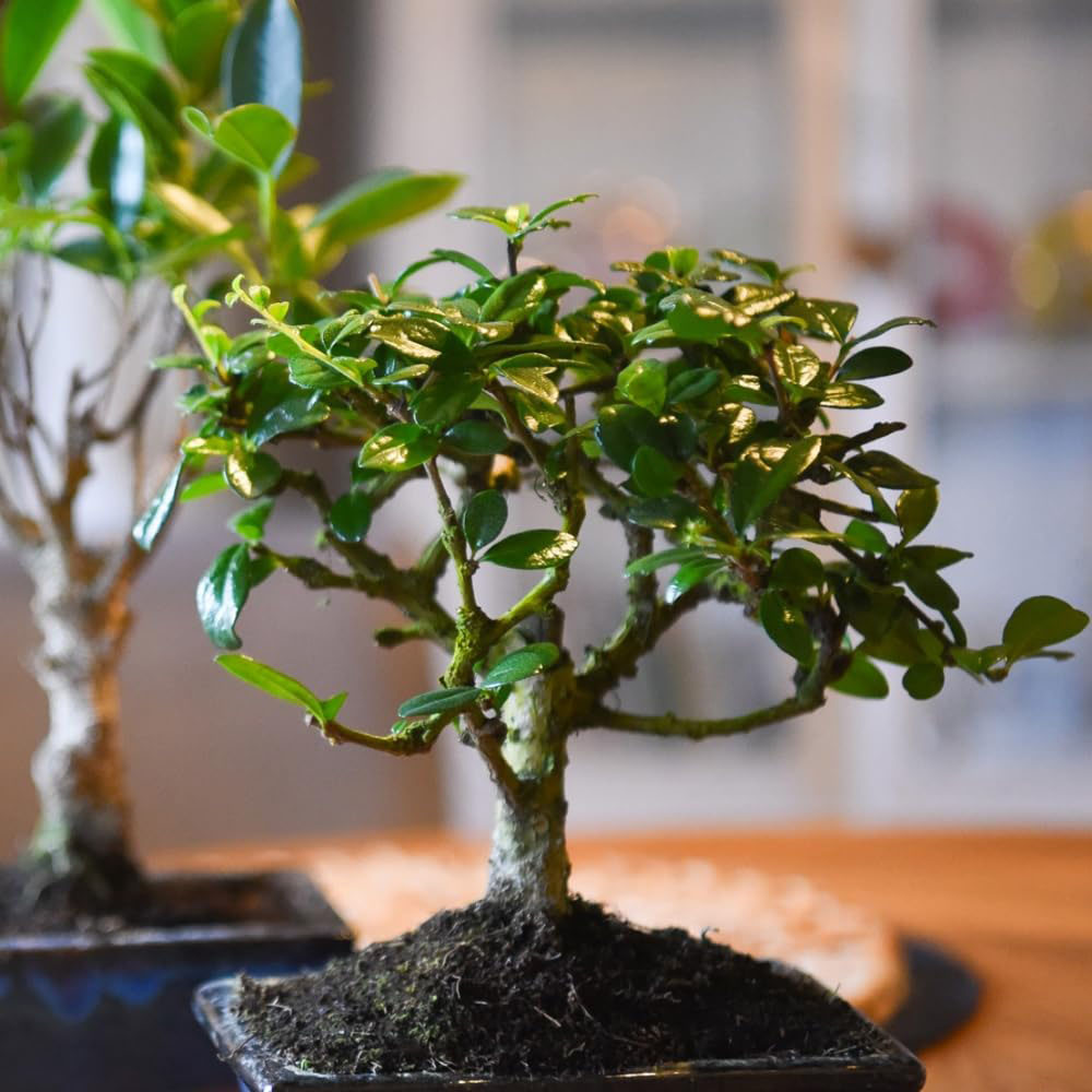 Thompson & Morgan Bonsai Mix in Ceramic Potted Plant Potted Plant 16cm Image 3