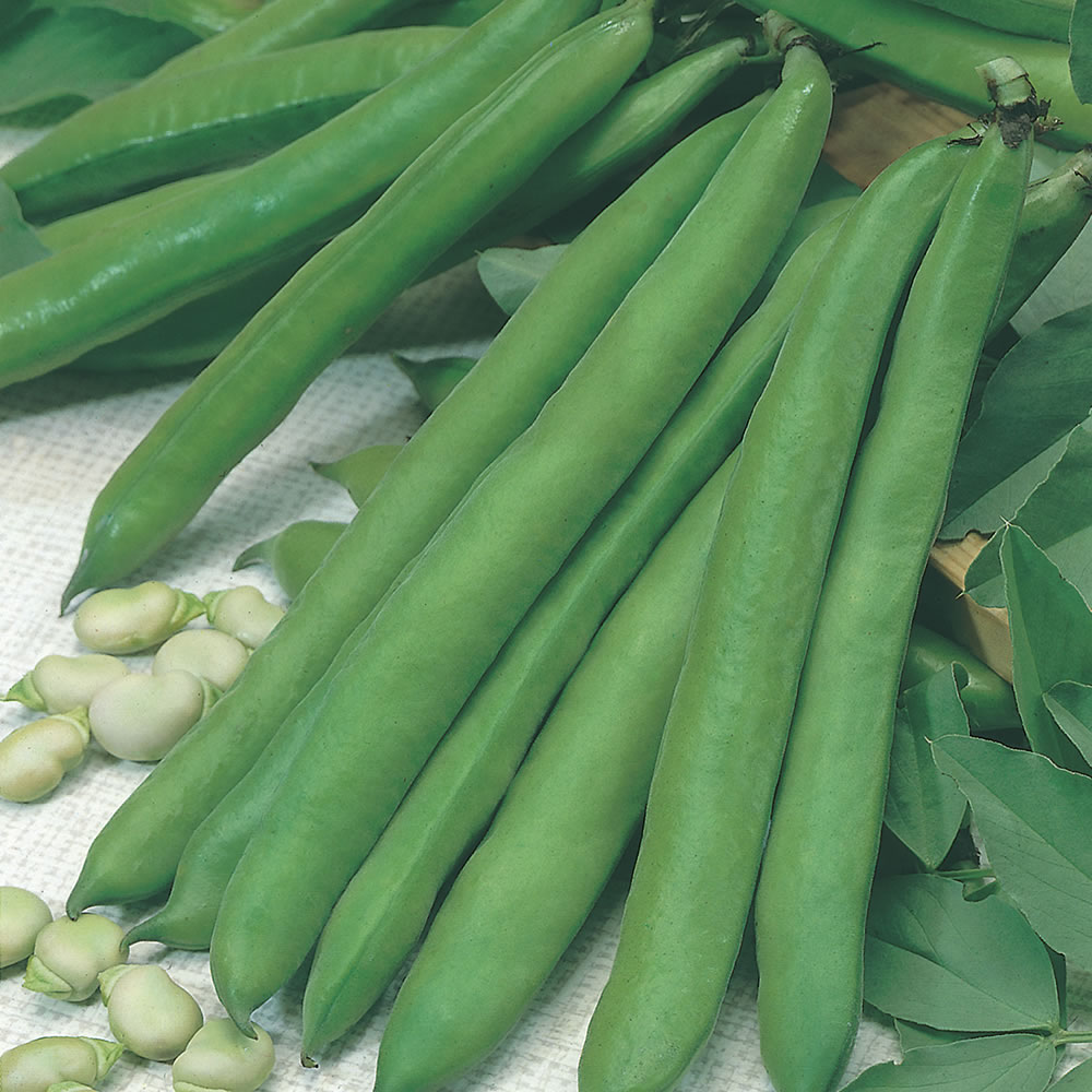 Wilko Broad Bean Aguaducle Seeds Image 1