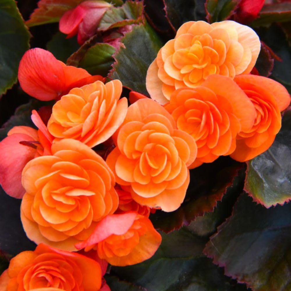 Thompson and Morgan Begonia Catrin Jumbo Plant Plug 5 Pack Image 1