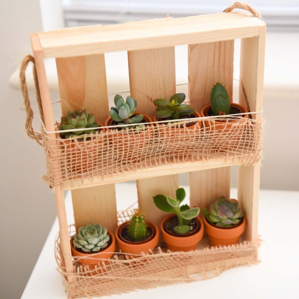 Thompson and Morgan 2 Shelf Hanging Wooden Succulent Shelf with 8 Plants Image 5