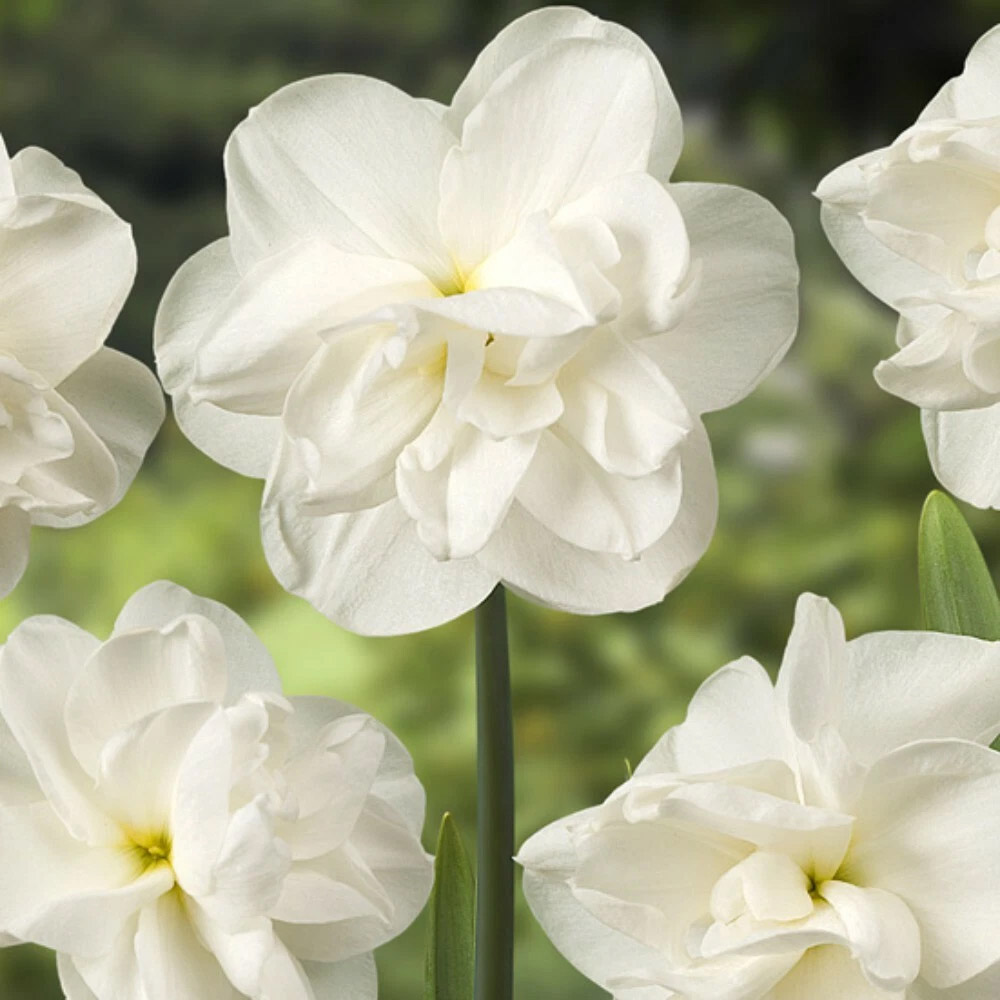 Thompson and Morgan Daffodil Rose of May Improved Spring Planting Bulb 32 Pack Image 2