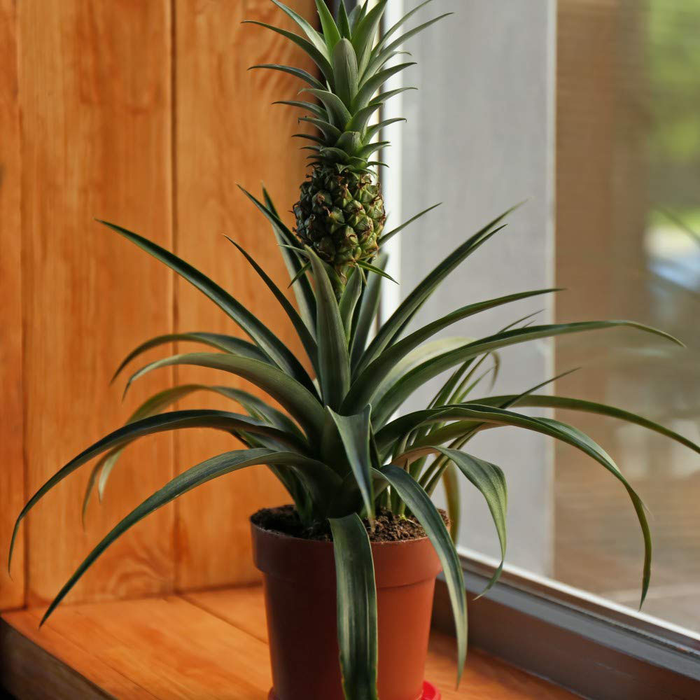 Thompson and Morgan Ornamental Pineapple Hanging Plant Pot 12cm 3 Pack Image 3