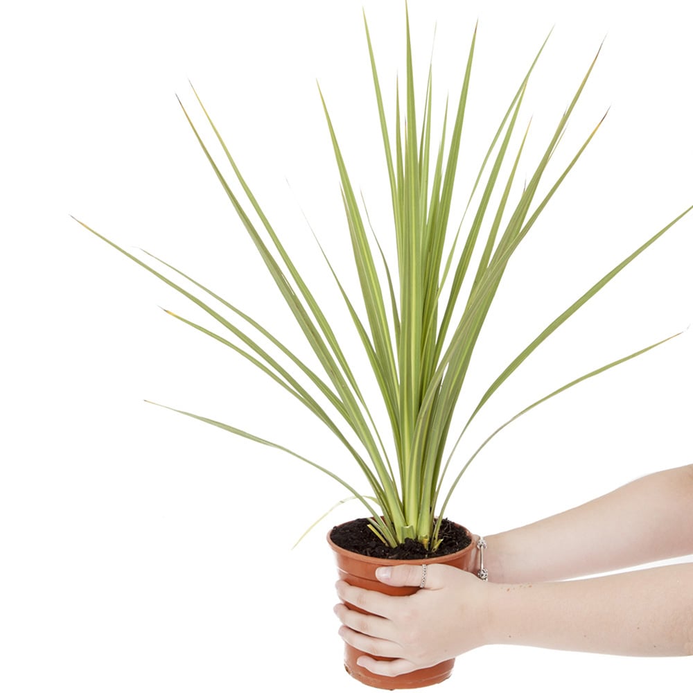 wilko Green Cordyline Australis Plant 2 Pack Image 2