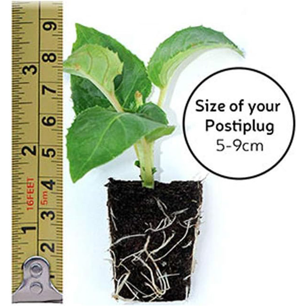 Thompson and Morgan Nurserymans Choice Petunia Postiplugs 10 Pack Image 6
