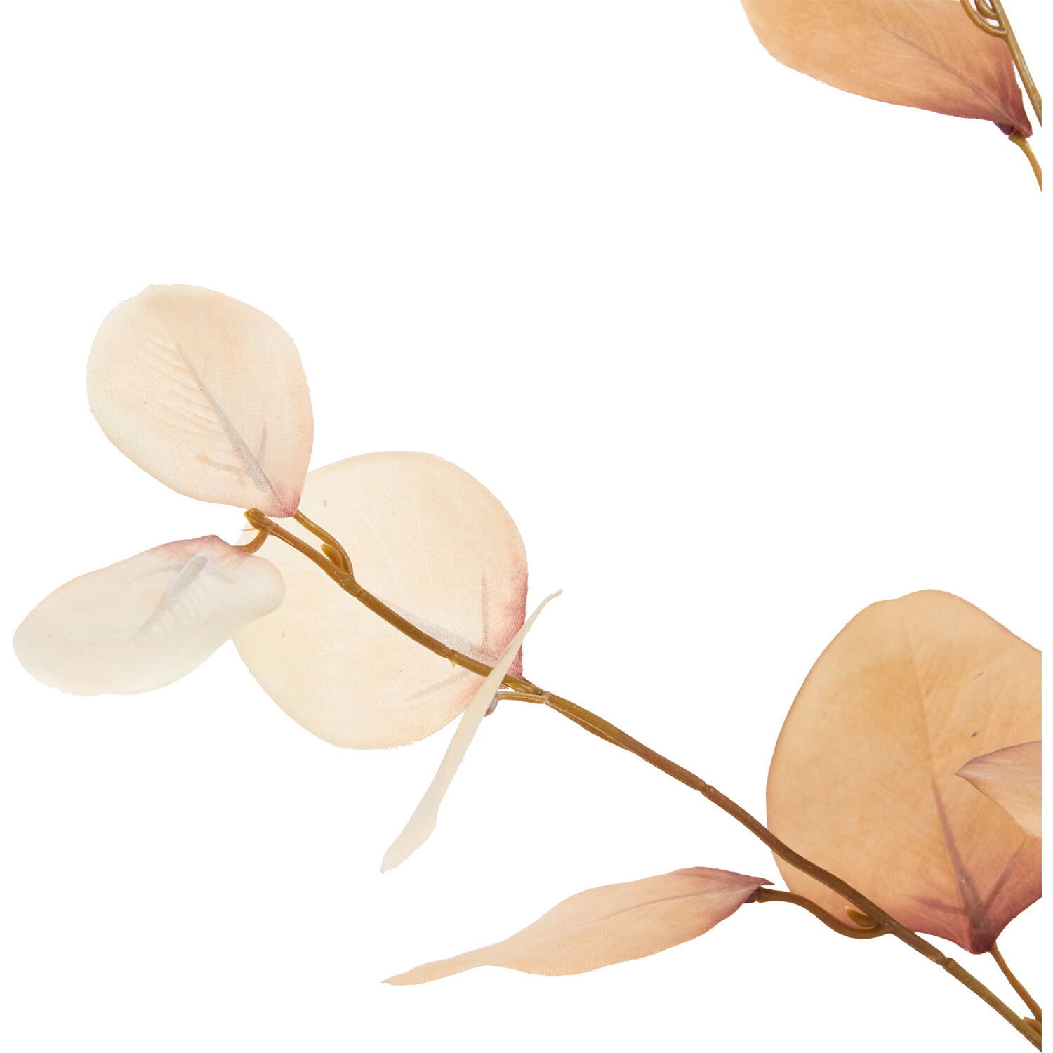 Eucalyptus Stem - Cream Image 3