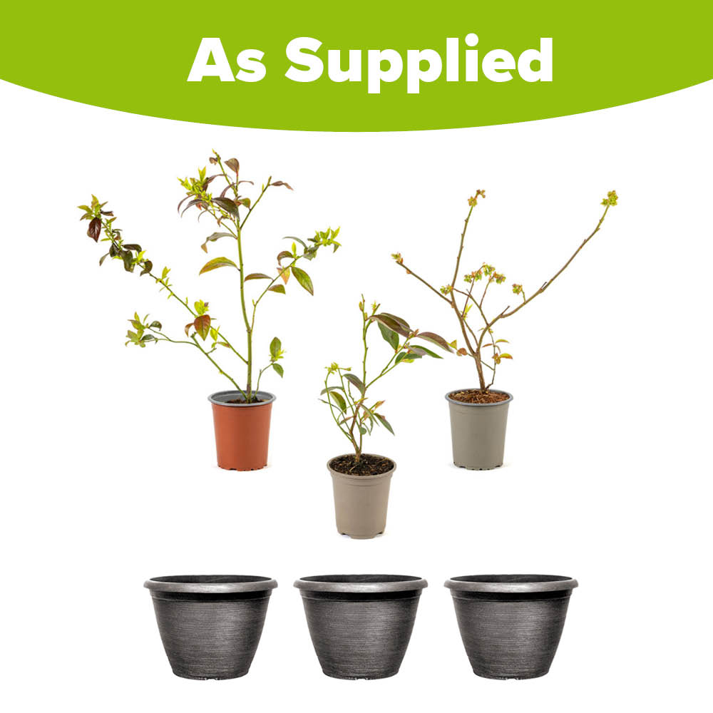 YouGarden Blueberry Collection Plant Pot 25cm 3 Pack Image 2