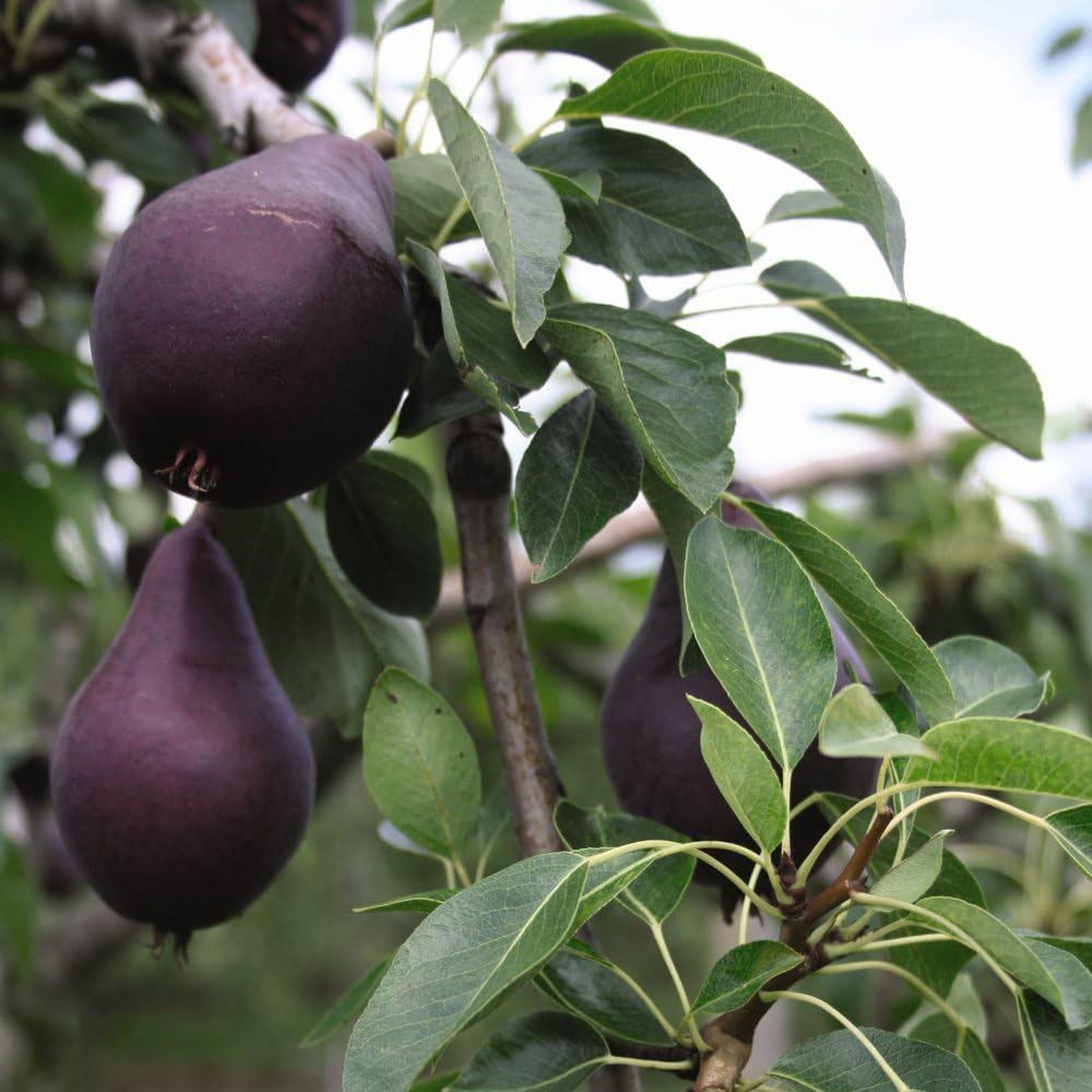 Thompson and Morgan Pear Pyrus Red William Quince A Plant Pot 4.5L Image 3