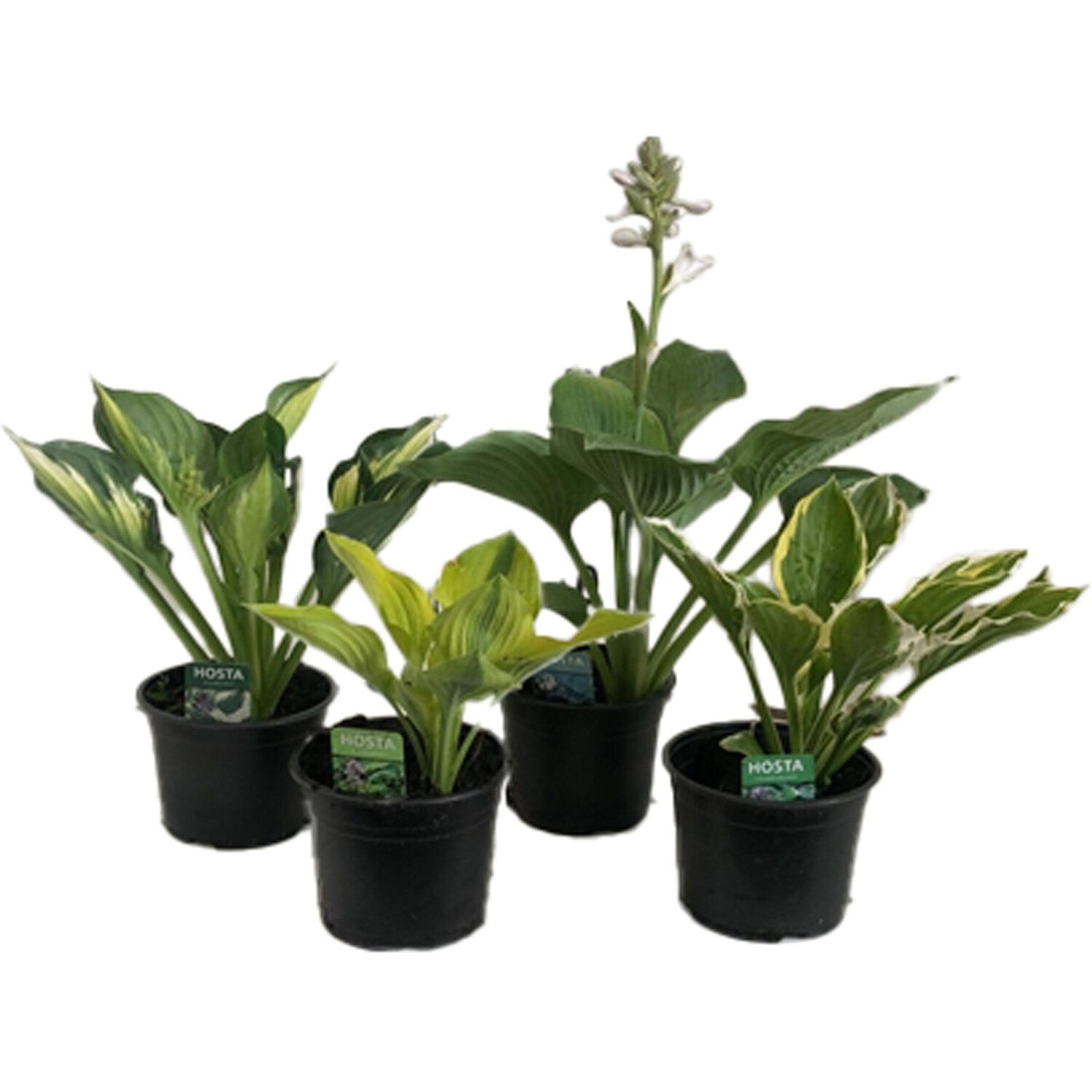 Hosta 5 Variety Mix - Green Image