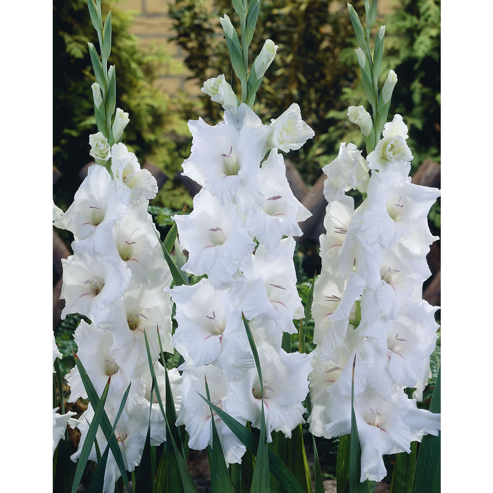 Wilko Gladioli Giant White 12-14cm Spring Planting Bulbs 10 pack Image