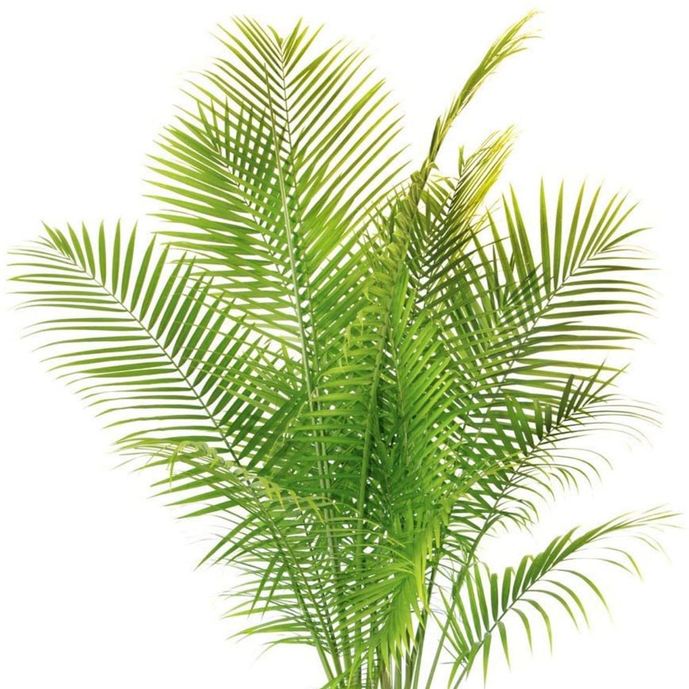 Thompson and Morgan Phoenix Palm Plant Pot 1.5L 3 Pack Image 2