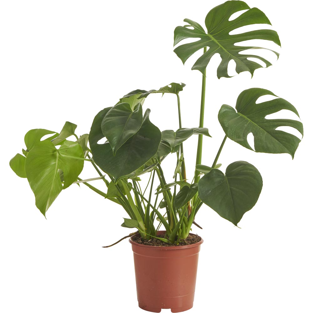 Wilko Monstera Deliciosa Plant 80-105cm Image 1