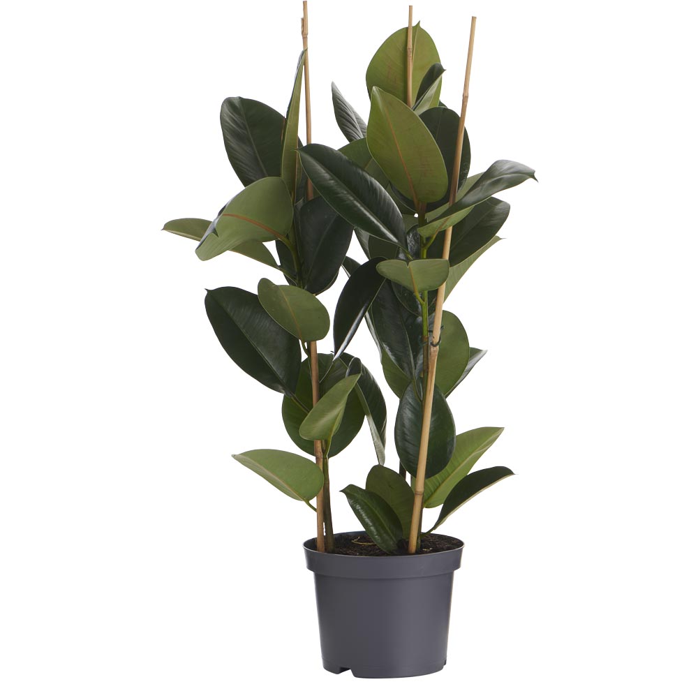 Wilko Ficus Robusta 3 Stem Plant 85-100cm Image 1