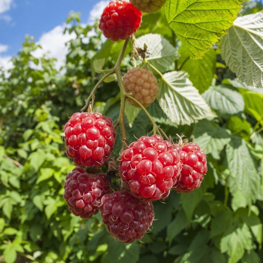 Thompson and Morgan Rubus Raspberry Idaeus Willamette Plant Pot 15cm 3 Pack Image 1