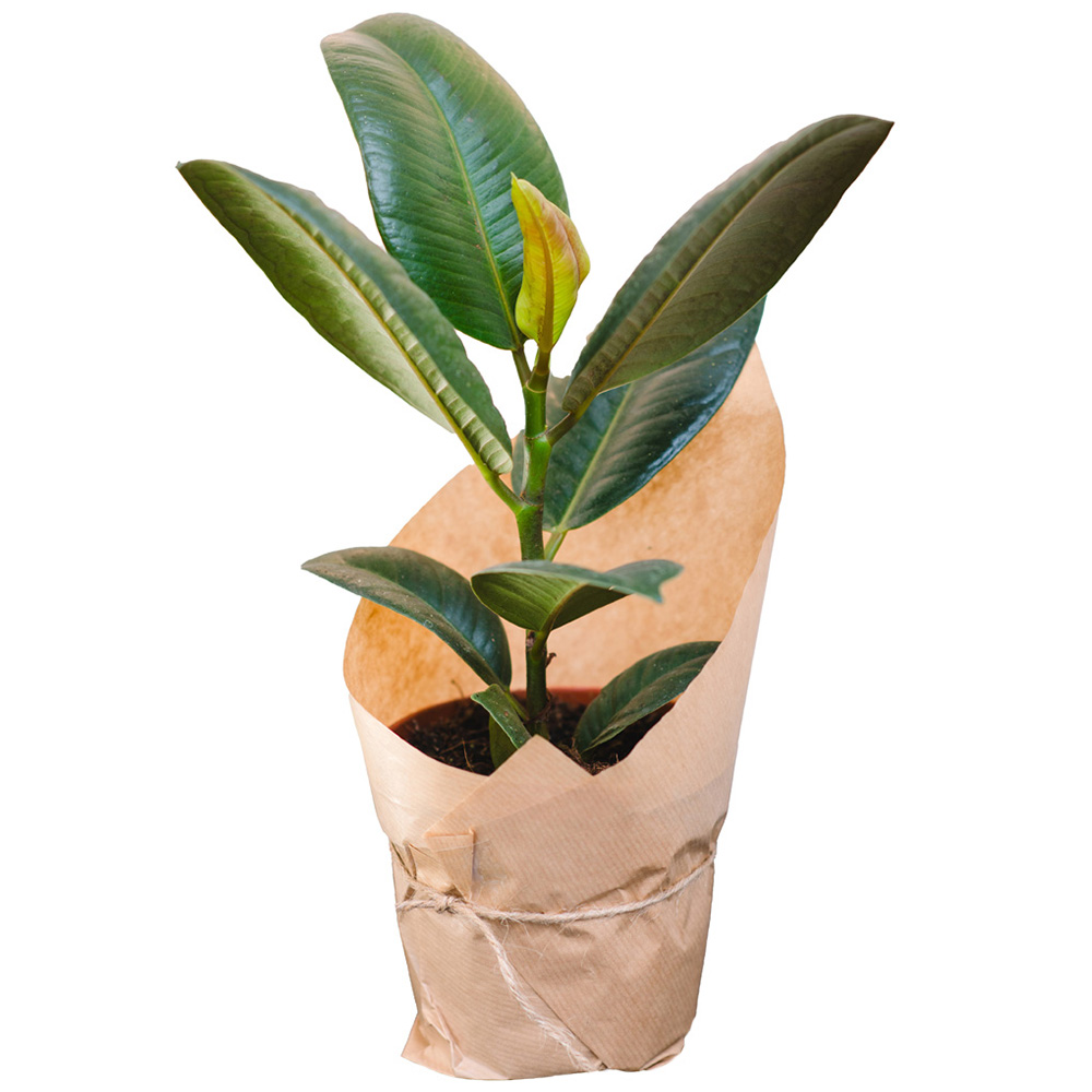 Rubber Plant Image 2