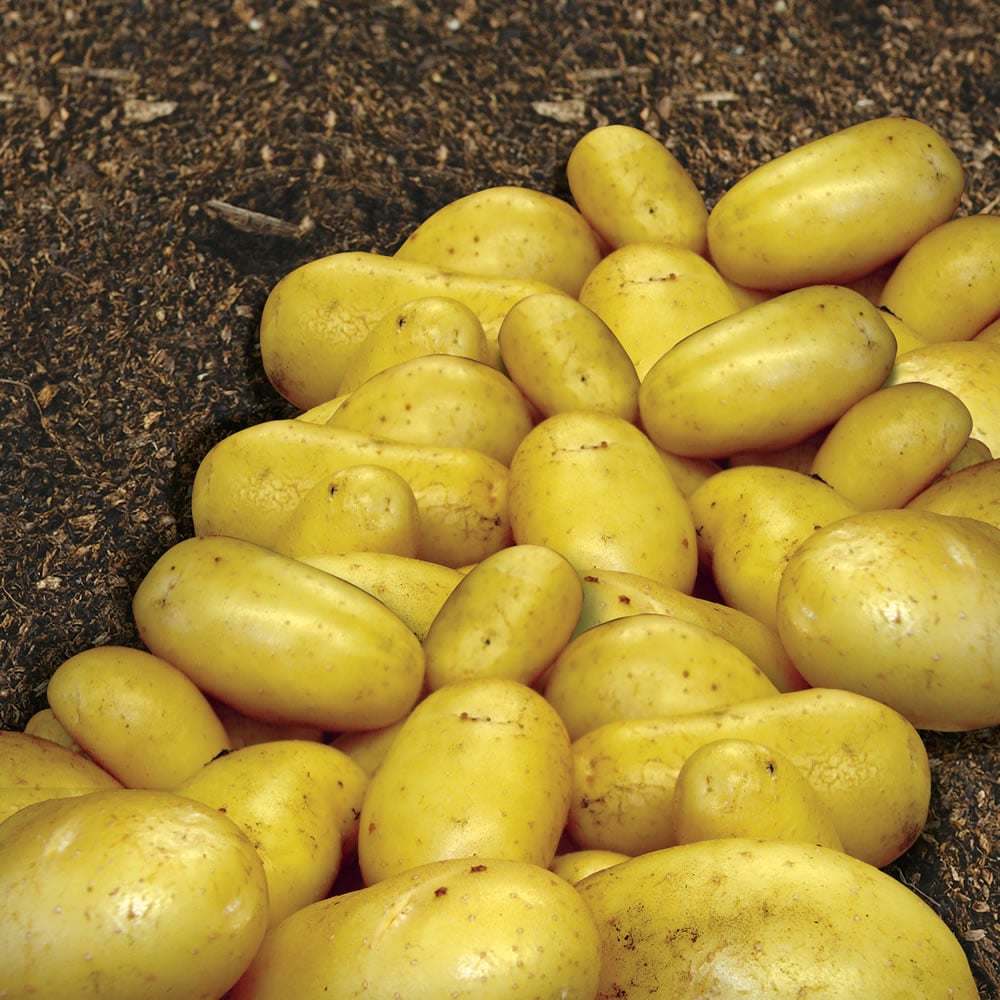 wilko Charlotte Seed Potatoes 2kg Image 1