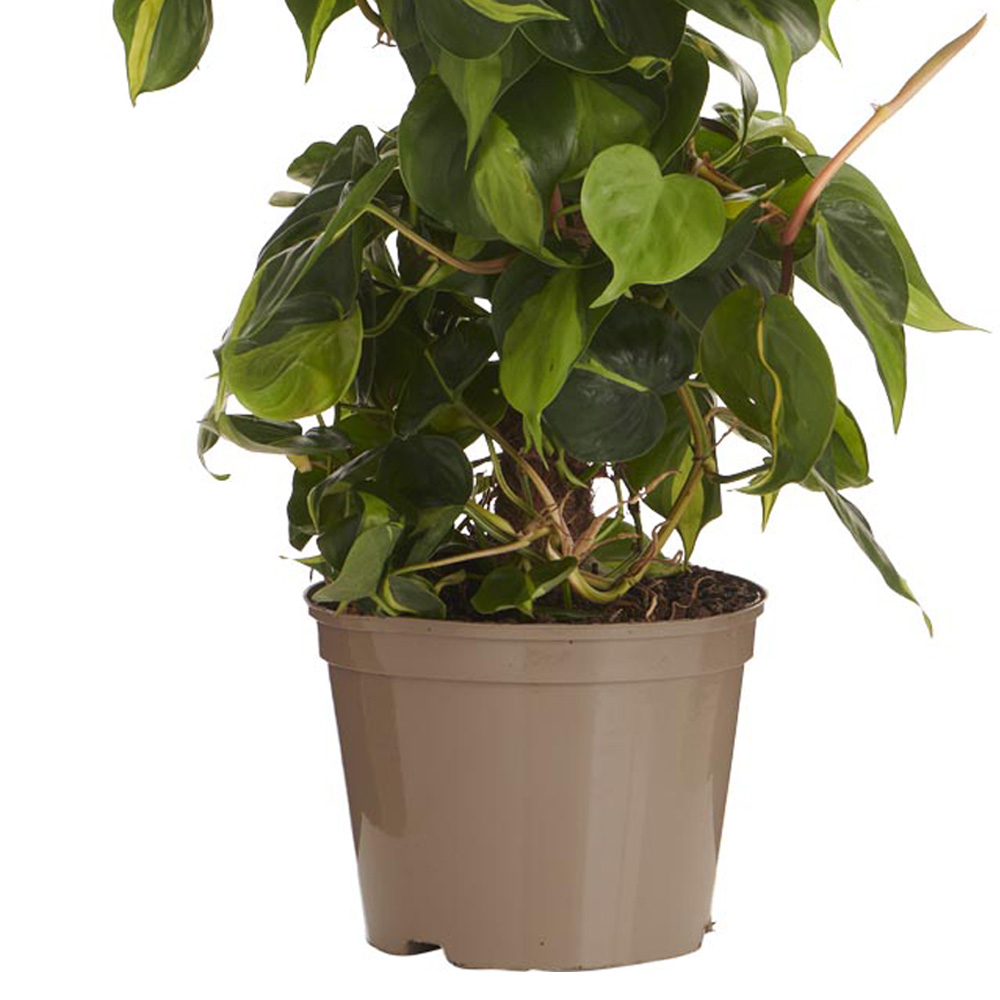 Wilko Philodendron Brasil Moss Pole 70-90cm Image 5