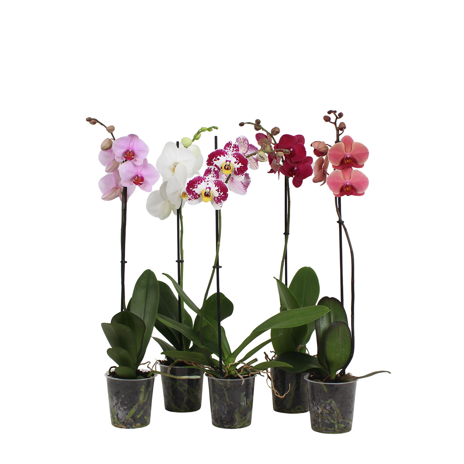 Moth Orchid 1 Spike Image