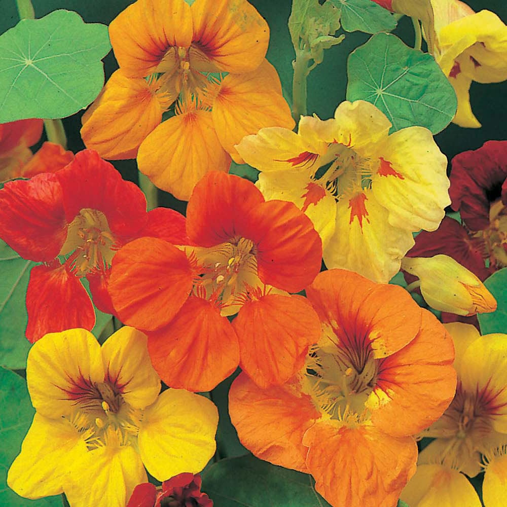 Wilko Nasturtium Tip Top Mix Seeds Image 1