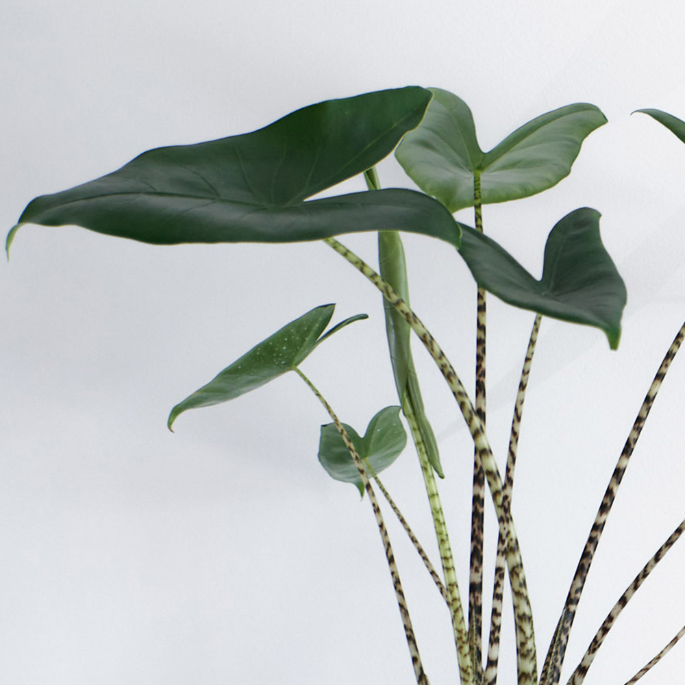 YouGarden Alocasia Zebrina Image 3